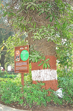 Cannonball Tree